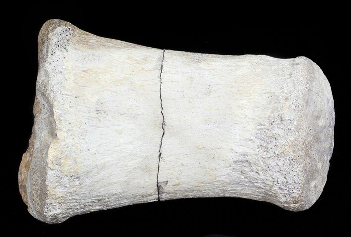 Hadrosaur Finger Bone - Alberta (Disposition #-) #71721